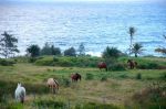 horses by ocean
