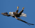 upside-down-eagle_1842013i