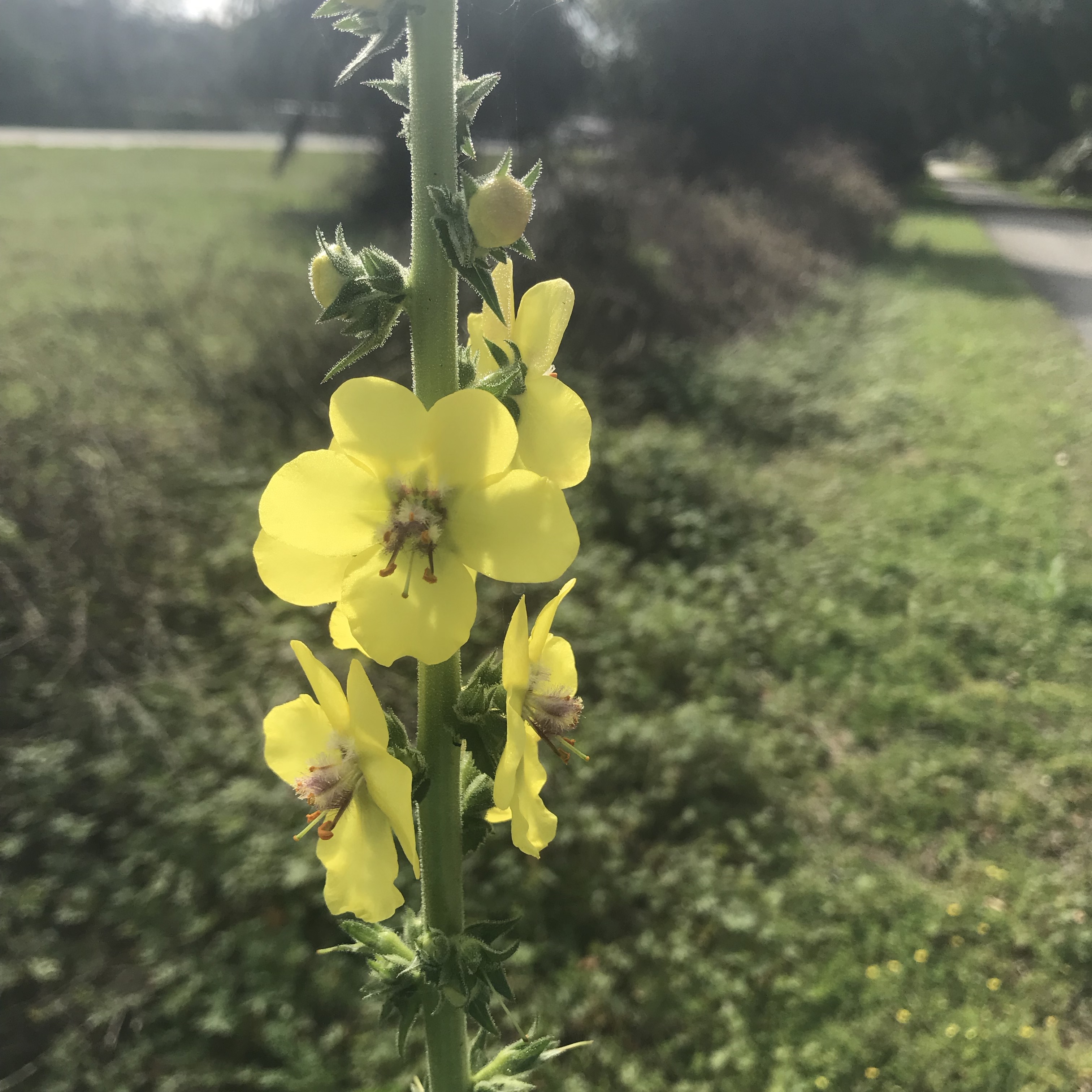 E8VanEmERGCMj0NV+eCO2w