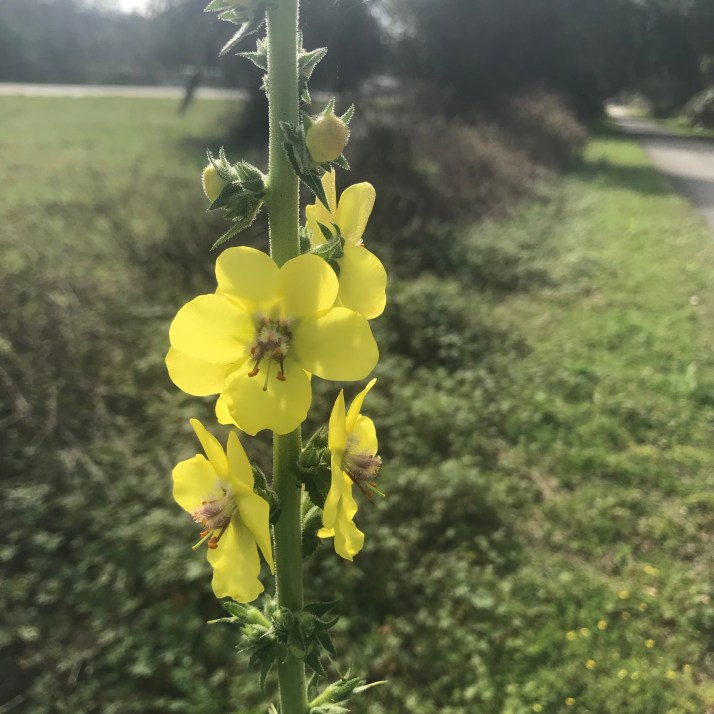 E8VanEmERGCMj0NV+eCO2w