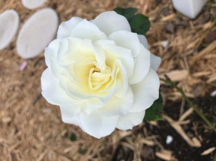 white rose