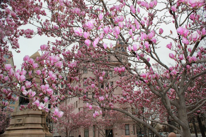 church in flowers